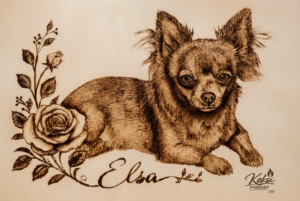 Chihuahua - Elsa
