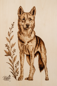 Dingo